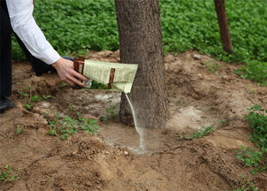 现在大树都是如何移栽的,树木生根粉不能少